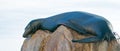 California Sea Lion lazing on Ã¢â¬Åthe PointÃ¢â¬Â or Ã¢â¬ÅPinnacle of Lands EndÃ¢â¬Â of Los Arcos in Cabo San Lucas in Baja Mexico